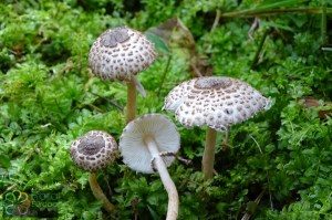 Lepiota felina (1)